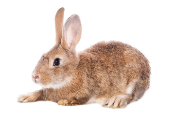 Cute rabbit