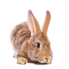 Cute rabbit