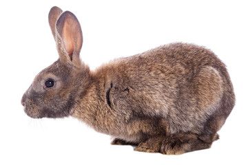 Cute rabbit