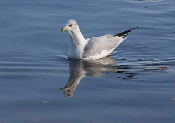 The ring-billed gull is swimming