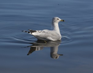 The ring-billed gull in the water