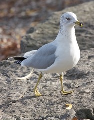 The funny curious ring-billed gull is walking