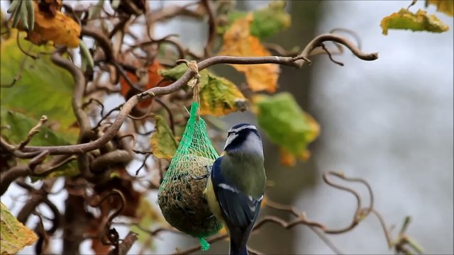 Blaumeise pickt  am Meisenkn&ouml;del