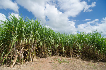 sugarcane field