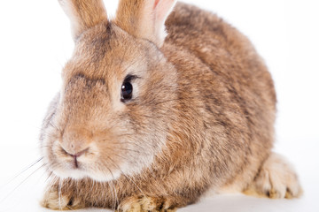 Cute rabbit