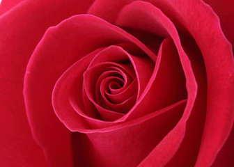 red rose flower with beautiful petals shape heart