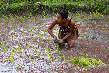 Woman planting rice into the paddy fields of Madagascar