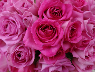 pink rose flowers