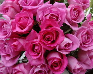 pink rose flowers
