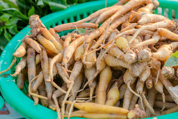 Boesenbergia, Fingerroot, Kaempfer in the green basket