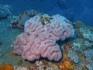 Stone coral, Island Bali, Tulamben