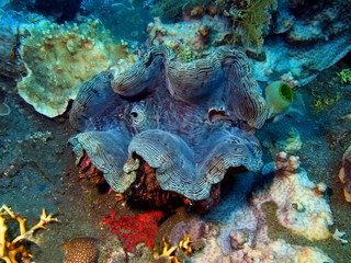 Fototapeta na wymiar Enormous clam