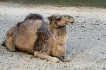 Wielbłąd , Camelus dromedarius