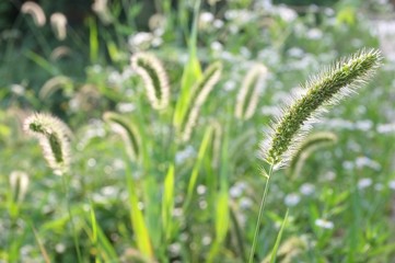 Foxtail grass