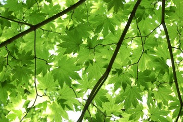 Natural leaf patternbackground - japanese maple leaves