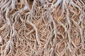 root of tree texture