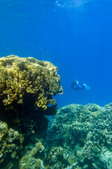 coral reef  and diver in tropical sea, underwater