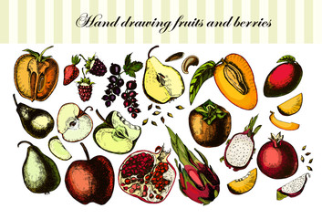 Hand drawing fruits and berries