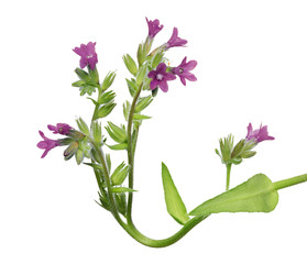 nine lilac flowers on branch