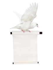 flying isolated white dove with scroll