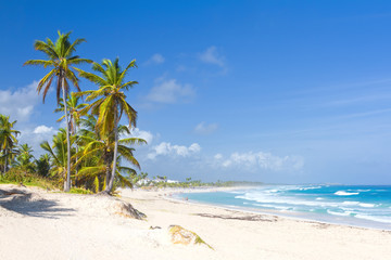 Palm trees on the tropical beach, Dominican Republic - obrazy, fototapety, plakaty