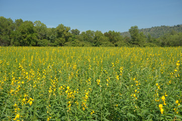 yellow flower field