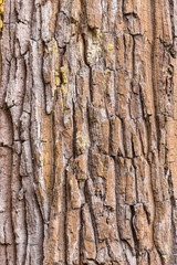 tree texture.