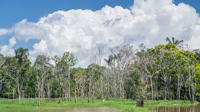 Amazon Forest And Black River