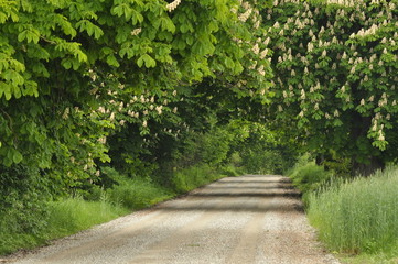 Blooming chestnut trees along the gravel road. Early spring