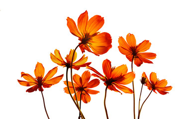 colorful flowers transparent on isolated white background