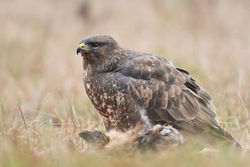 Common buzzard