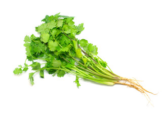 coriander isolated on white background
