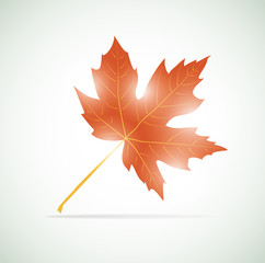 Vector maple leaf background.