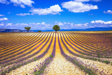 scenery of french Provence series - lavander fields