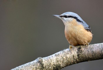 Nuthatch (Sitta europaea)