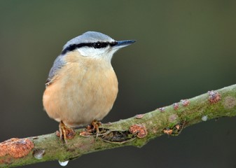 Obraz premium Nuthatch (Sitta europaea)