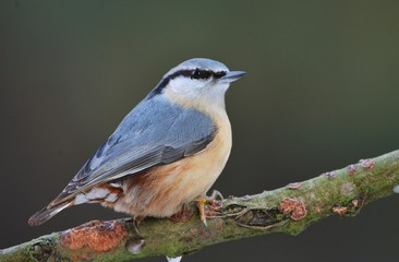 Fototapeta premium Nuthatch (Sitta europaea)
