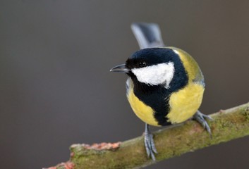 Obraz premium Great tit (Parus major)