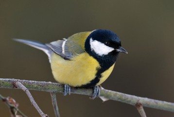Great tit (Parus major)