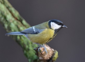 Great tit (Parus major)