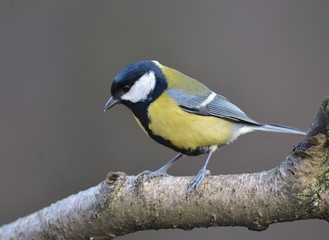 Obraz premium Great tit (Parus major)