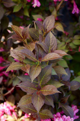 Weigela florida Minor Black - decorative leaf