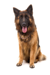 German Shepherd dog