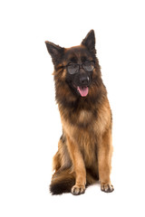 German Shepherd dog