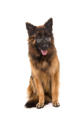 German Shepherd dog