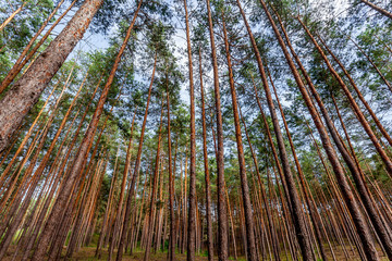 pine forest trees