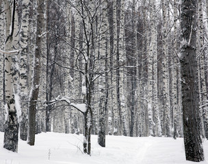 Fototapeta premium Forest in the snow