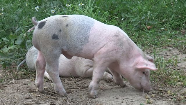 Freilaufende Ferkel auf einer Wiese