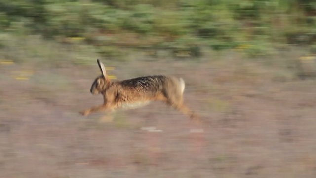 Hasenpaar in der Paarungszeit