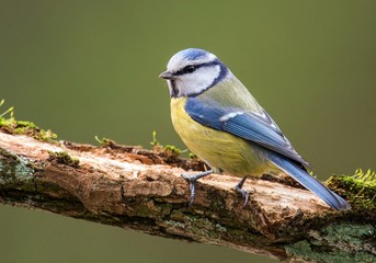 Blue tit on a branch